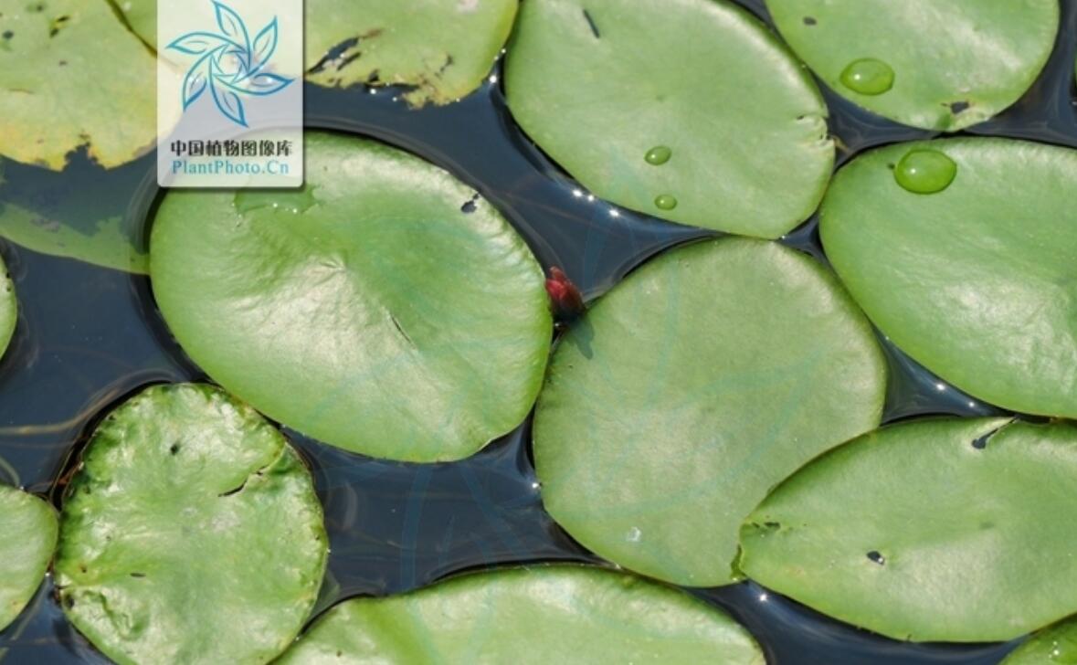 杭州野生莼菜,杭州临安特大野生莼菜