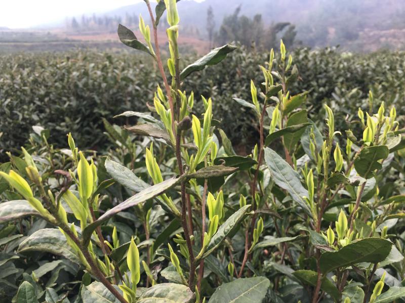 一杯茶汤见匠心盘州亿阳农业疫情防控春茶采摘“两不误”