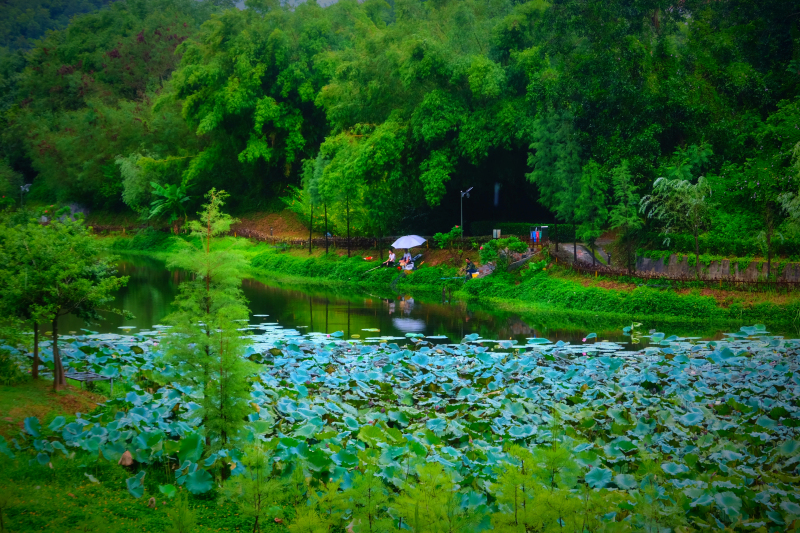 云浮南山森林公园锦鸡,云浮南山森林公园航拍