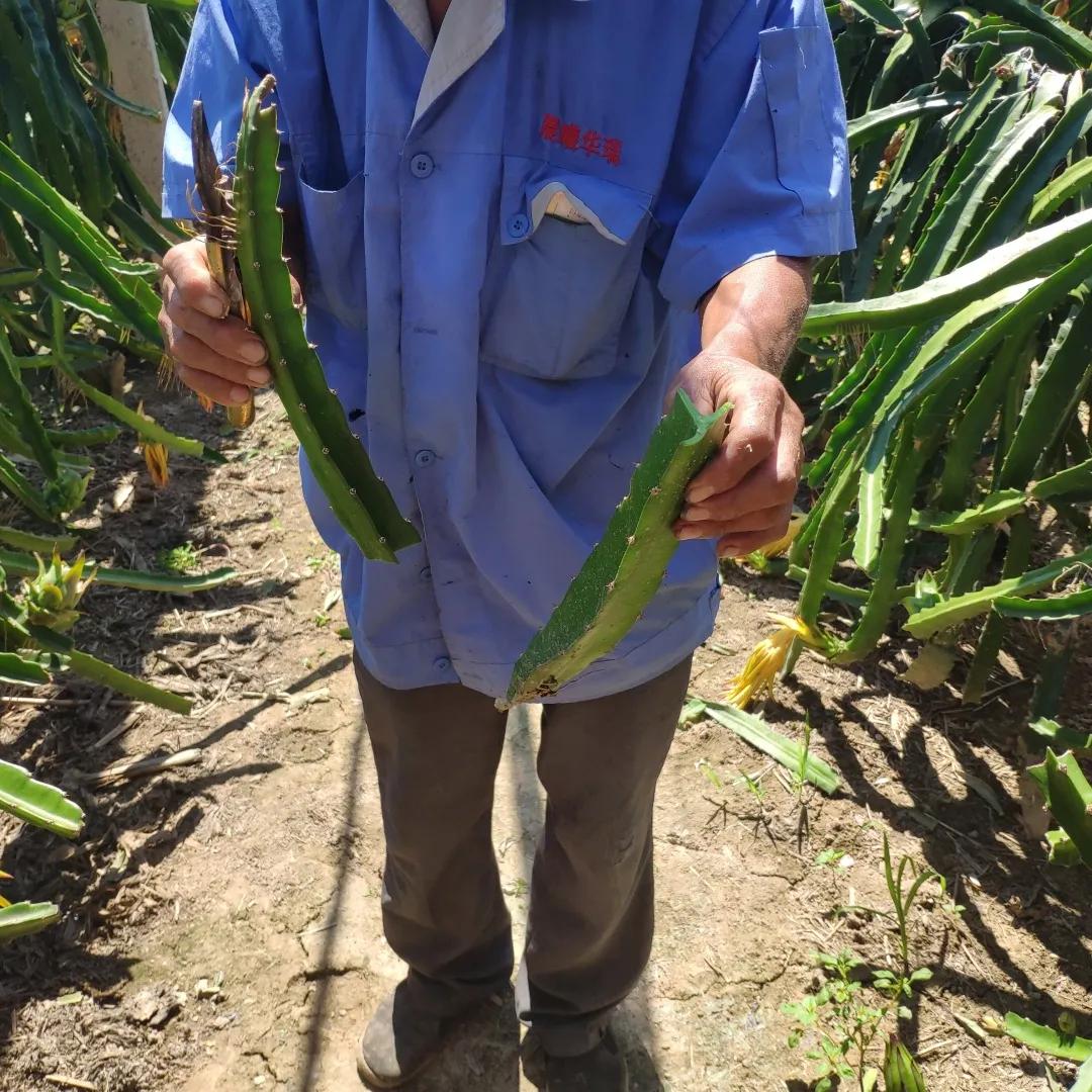 实地探秘：真稀罕，咱济南的大棚里长出成片热带水果？