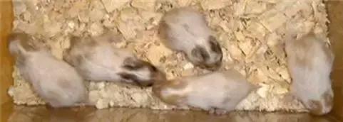 仓鼠的种类及图片大全,加卡利亚仓鼠和叙利亚仓鼠