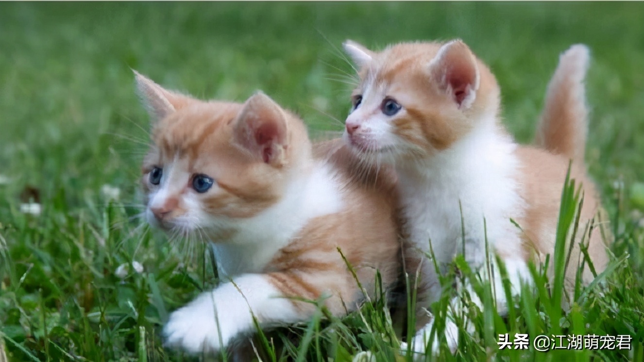 养了猫咪浑身痒怎么回事,养了几年的猫咪突然咬人