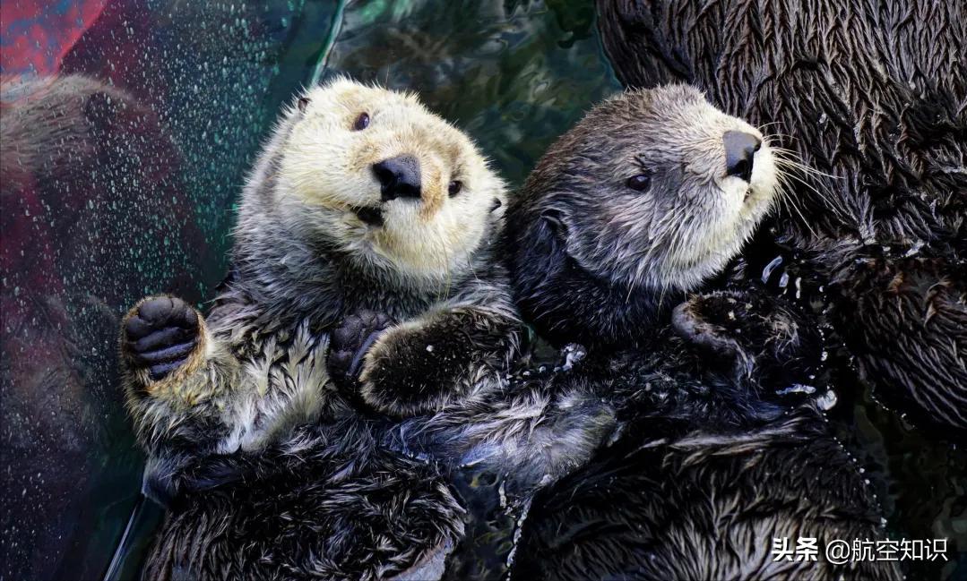 飞机制造商对动物的喜爱到底有多深?——德哈维兰加拿大