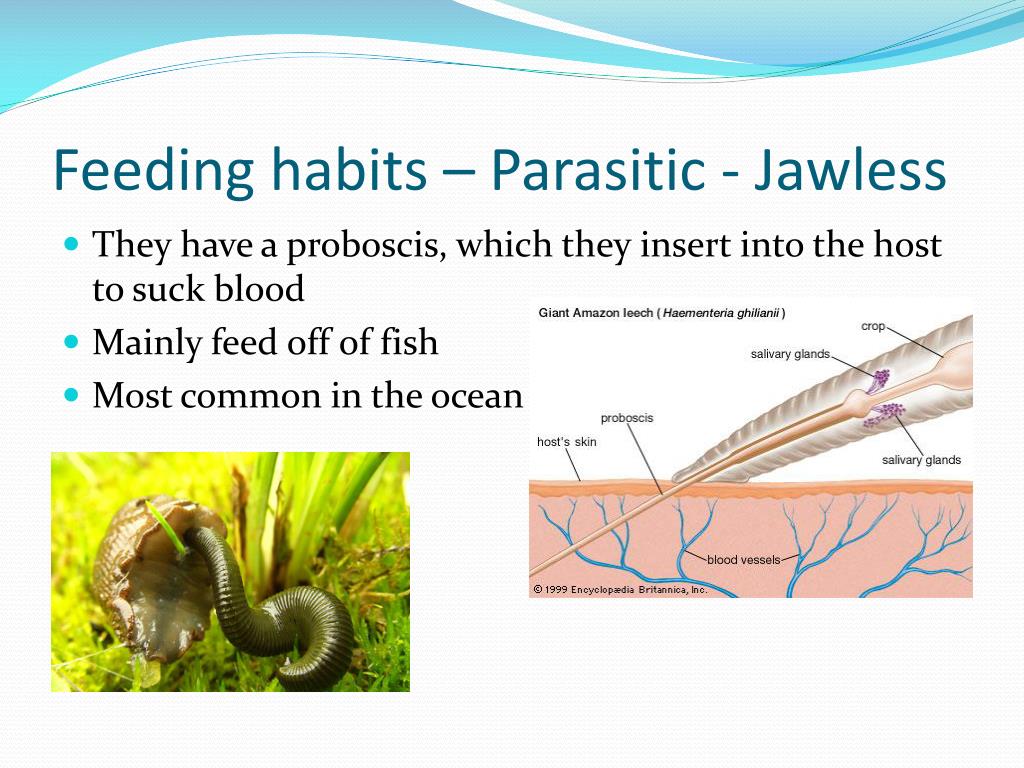 牛胃里的水蛭,牛胃里吃进异物表现