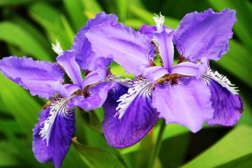 盘点世界各国国花你最喜欢哪种,盘点各国国花