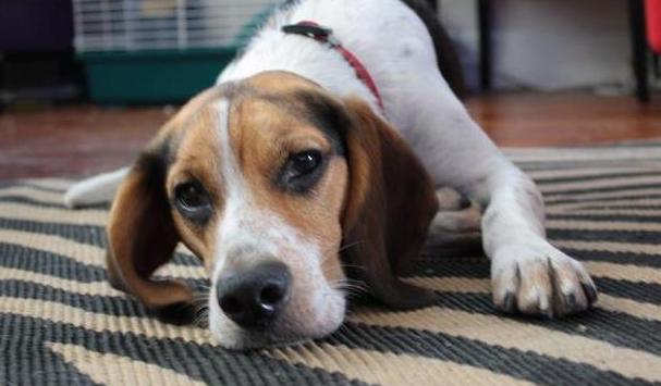 宠物狗需要每天遛狗吗,狗可以每天只遛一次吗