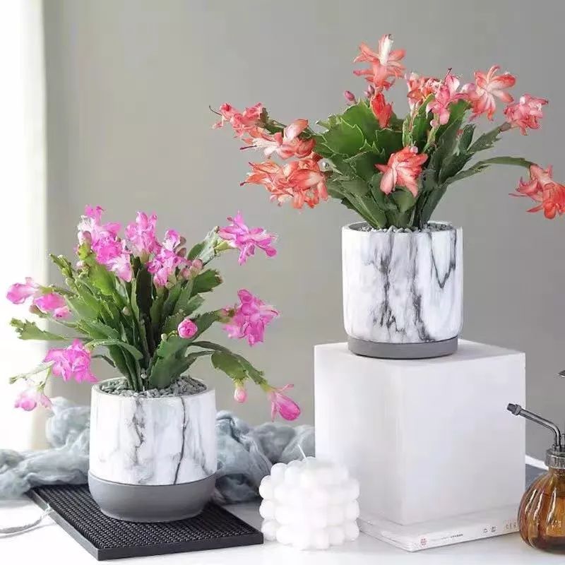 冬天一定要养的十种花,冬天养花养哪些植物好看