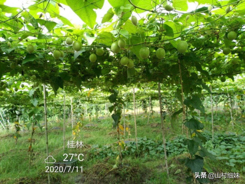 罗汉果授粉正当时,3种授粉方式选哪种?老农说授粉工具更关键