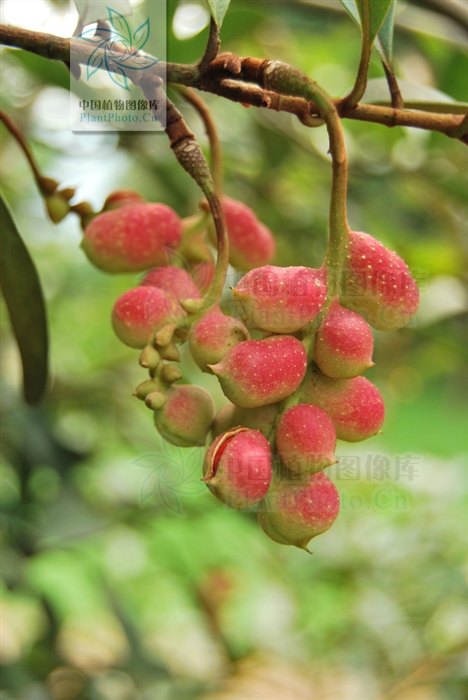 云南含笑功效,云南含笑植物的功效与作用