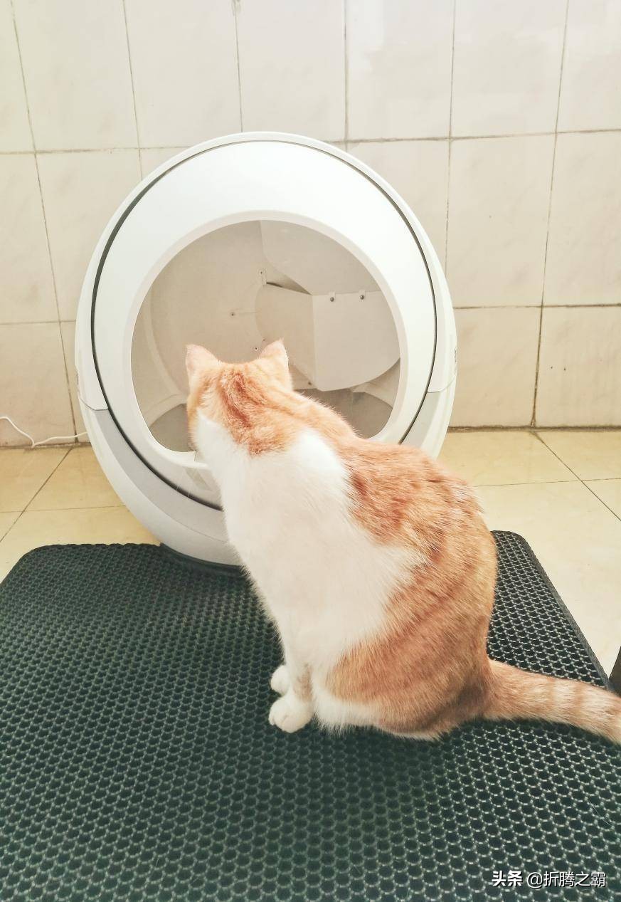 猫有必要买全自动猫砂盆吗,猫自动猫砂盆有必要买吗