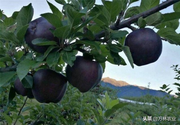 黑卡苹果品种,嘎啦果苹果什么价格