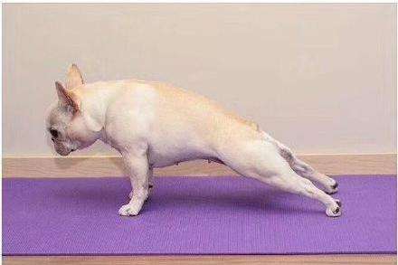 法国斗牛犬到底好不好养,法国斗牛犬优缺点及适合人群