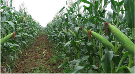 丰大种业后续品种,丰大种业2019经营模式