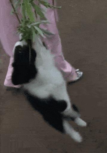 什么样才算纯种狗？纯种狗是怎么培育出来的？