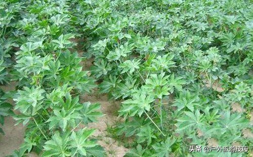 实用野外植物手册推荐,野外有毒植物盘点