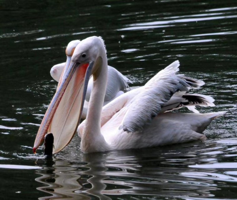 海上大量鹈鹕捕鱼,澳洲鹈鹕捕鱼图片