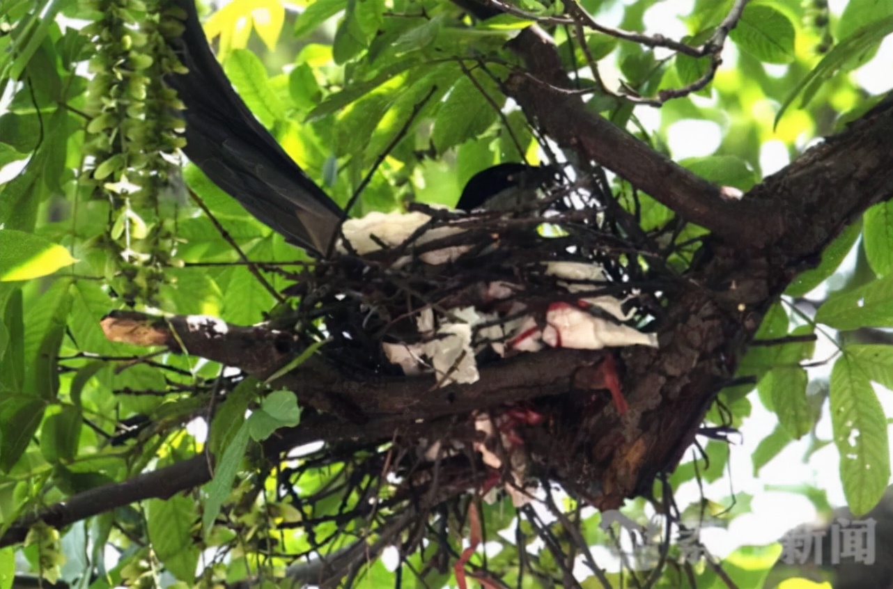 灰喜鹊有多听话,灰喜鹊有哪些特点