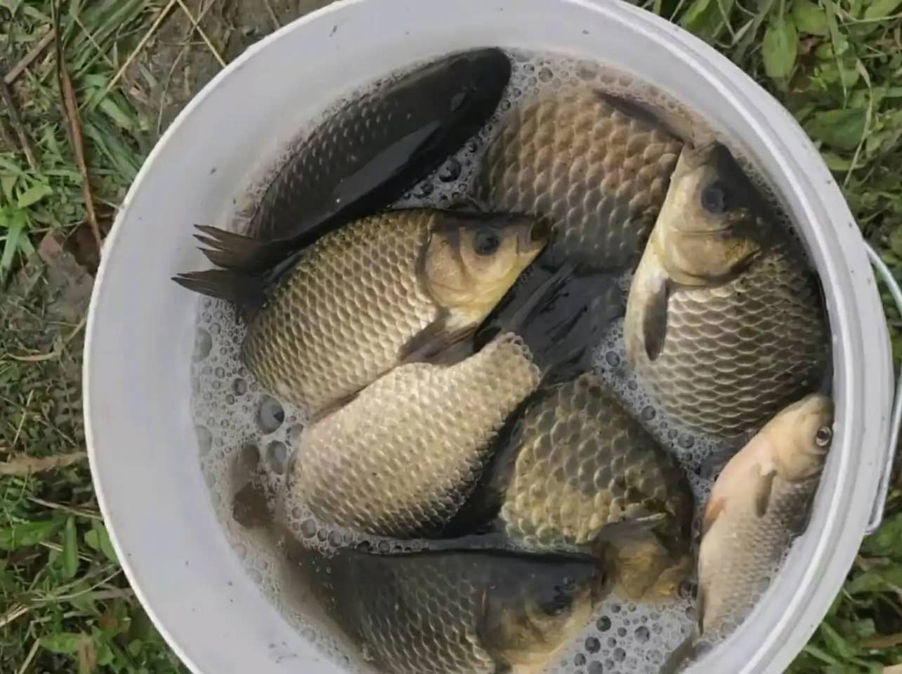 春季野钓为什么鱼不吃饵料,新手野钓的技巧和鱼食