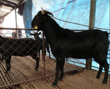 养羊药的配方,养羊常用药物的用法用量