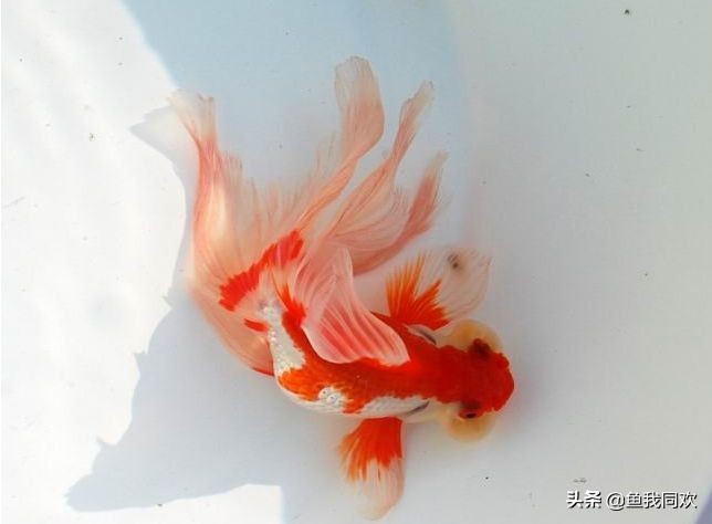 泡沫箱养金鱼古法养鱼,养鱼视频大全养金鱼