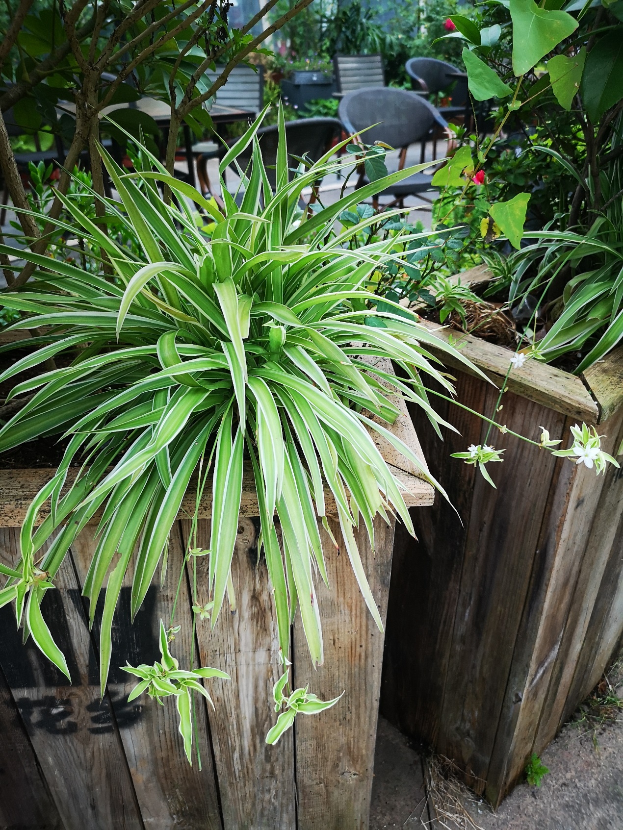 金边吊兰能净化空气吗,吊兰茉莉玫瑰哪个能净化空气
