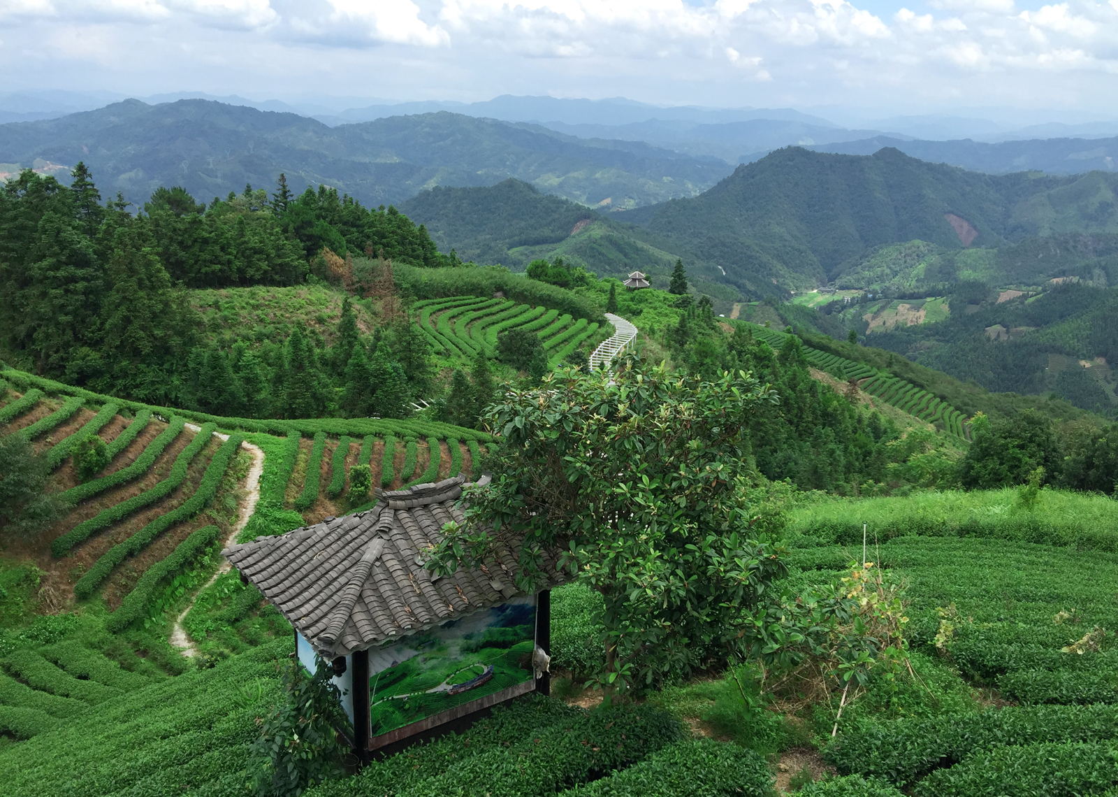 自炒茶叶纯天然,云南茶传统柴火手工炒茶
