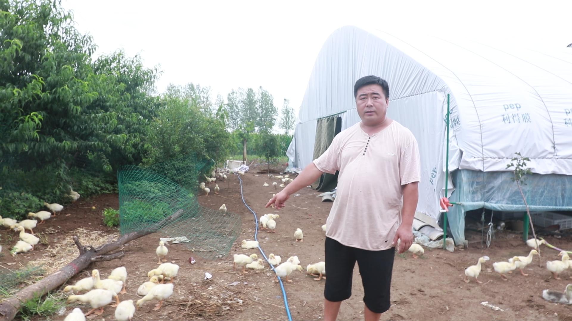 怎样预防鹅苗生病,夏天育雏鹅苗怎么降温