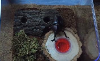 “人生能几何，毕竟归无形”——铁甲战士独角仙