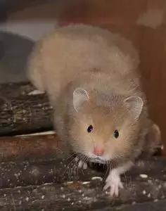 仓鼠种类大仓鼠,仓鼠的详细资料仓鼠的种类