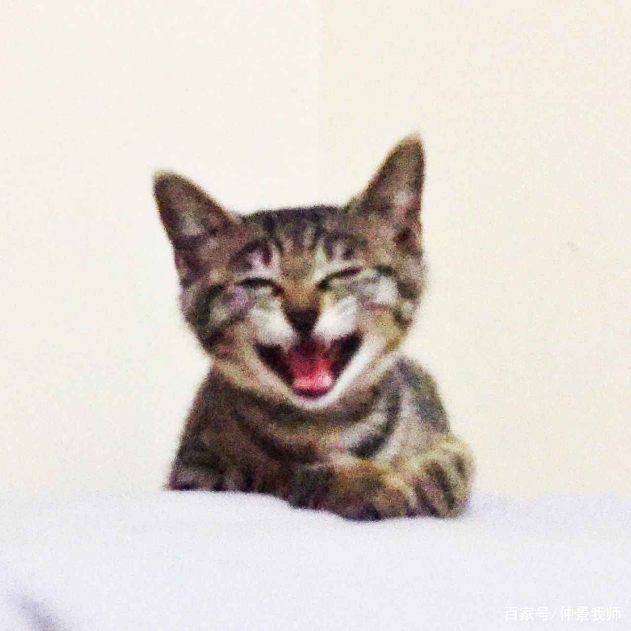 猫得了抑郁症，如何治疗？