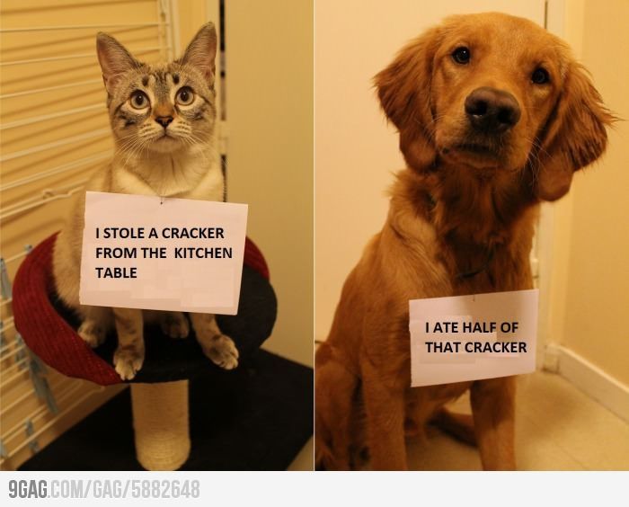 狗吃猫粮什么副作用,狗狗可以吃猫粮吗纯粮