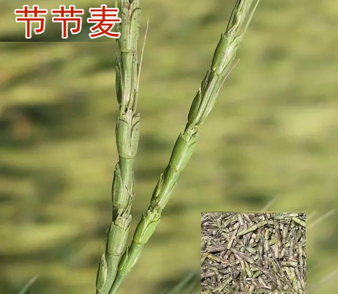 节节麦雀麦野燕麦除草剂,小麦和田野