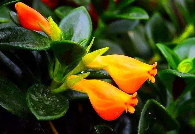 进入秋季该如何养护金鱼吊兰,盆栽金鱼吊兰的夏季养护