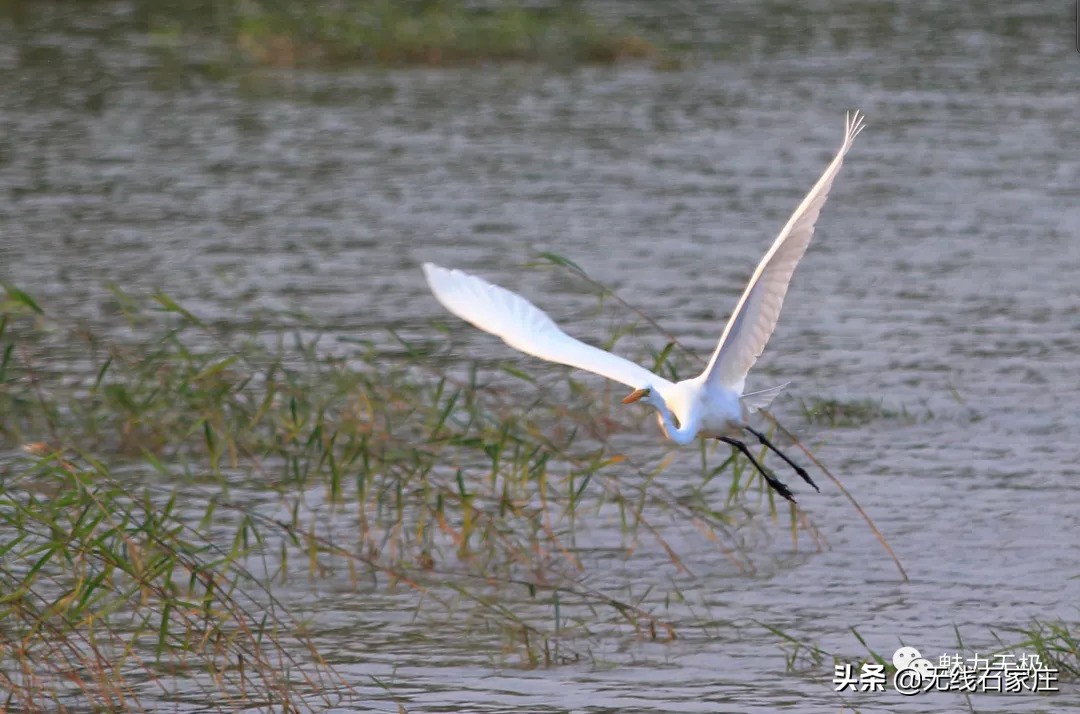 澶х編鏃犳瀬楂樻竻鐩存挱,澶х編鏃犳瀬