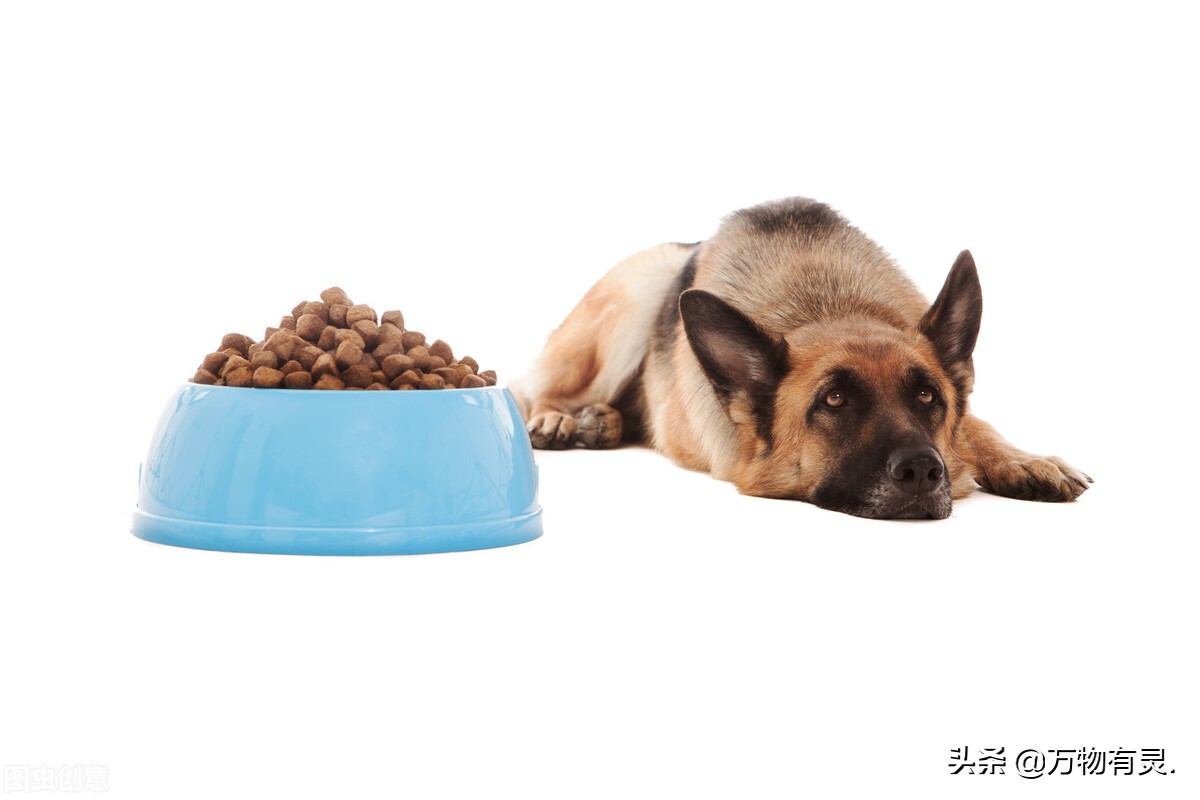 狗狗巧克力中毒症状,狗狗吃葡萄中毒症状