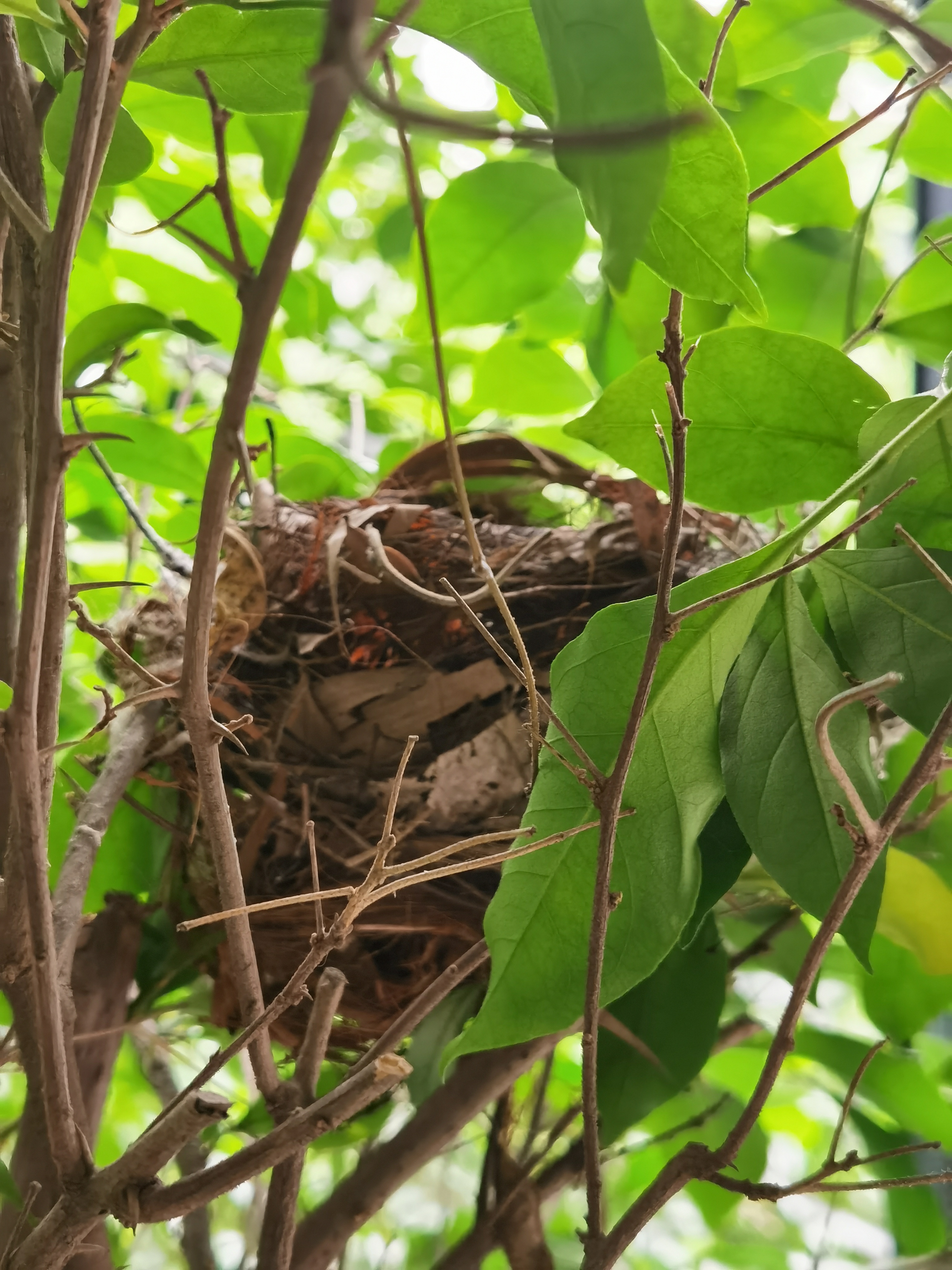 景美人善！我红耳鹎成都“安家”日常曝光