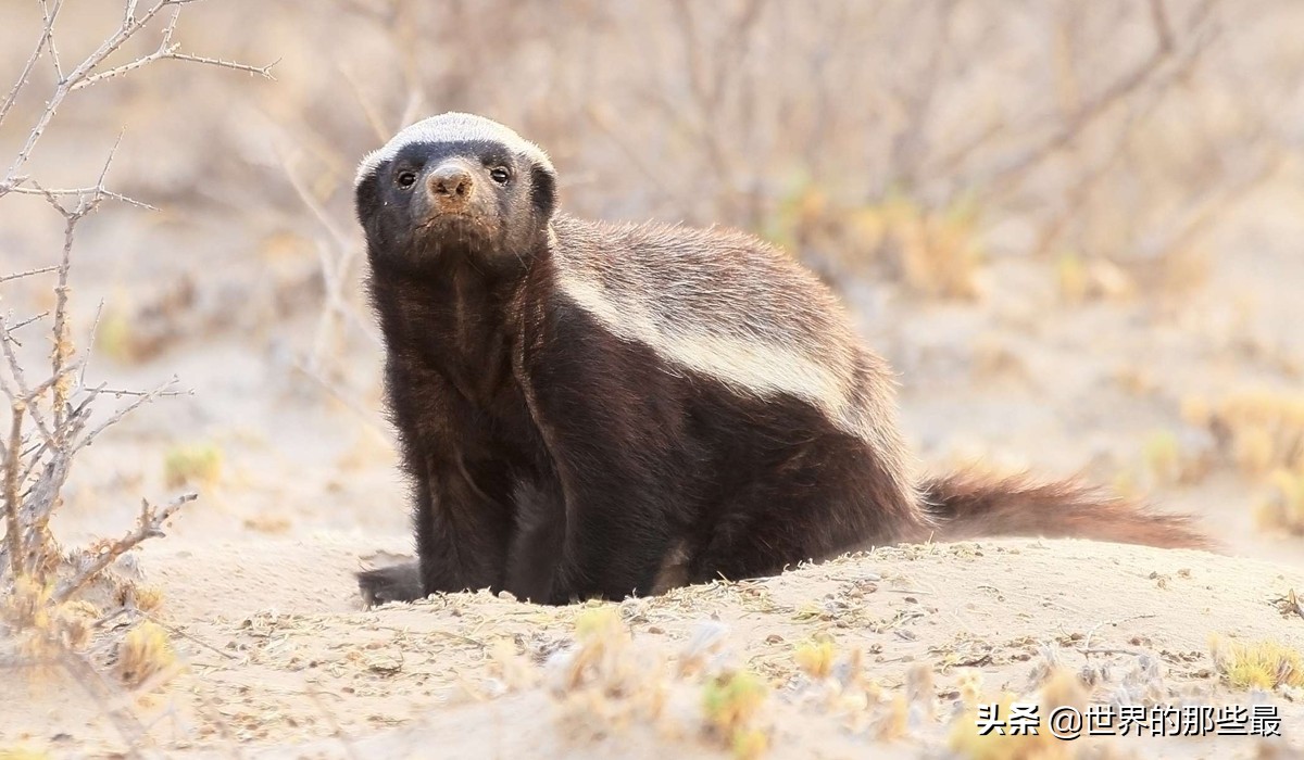 斑鬣狗对战蜜獾视频,斑鬣狗和平头哥蜜獾