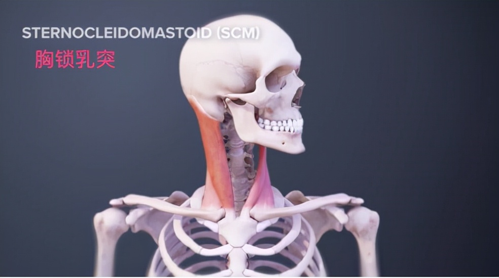 颈部的健身训练,wildfieldhealth牌子如何