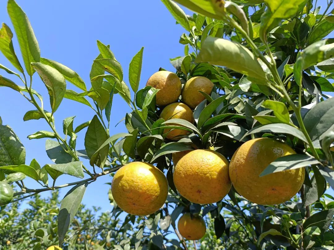 清远冬季水果,清远冬季水果采摘