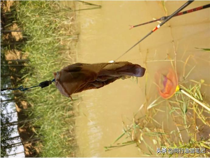 如何在鱼塘里钓龙虾,小龙虾池塘钓鱼技巧和方法