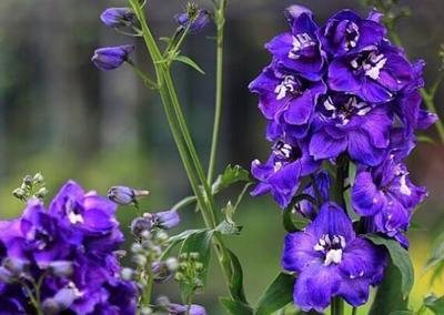 濂囪叮涓嵂,濂囪叮涓嵂瀵硅仈