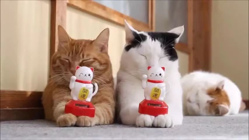 日本有很多猫岛,日本有座岛岛上全是猫咪