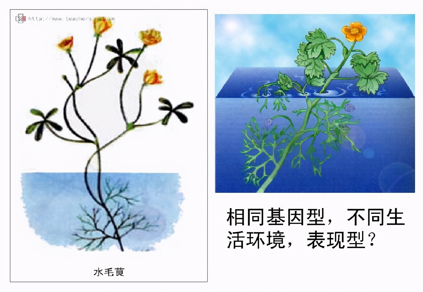 心理学的生物学基础知识,生物心理学知识书籍