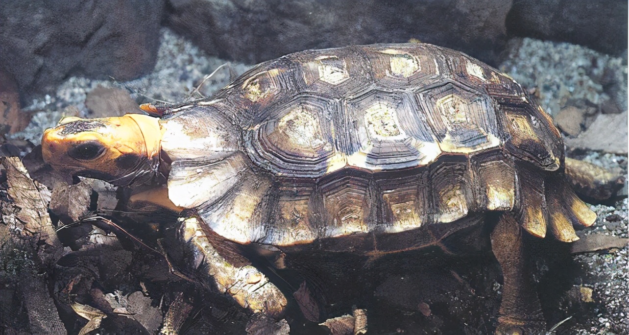 龟类纪录片,龟类图片