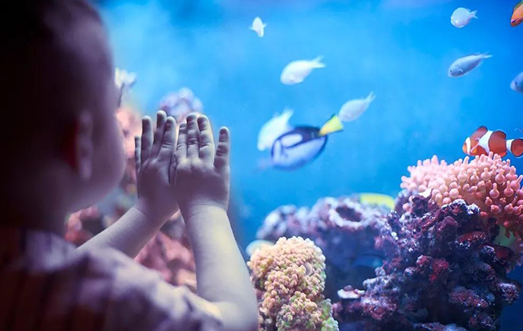 南京金鹰动物世界何时开,南京金鹰动物世界在哪里购票