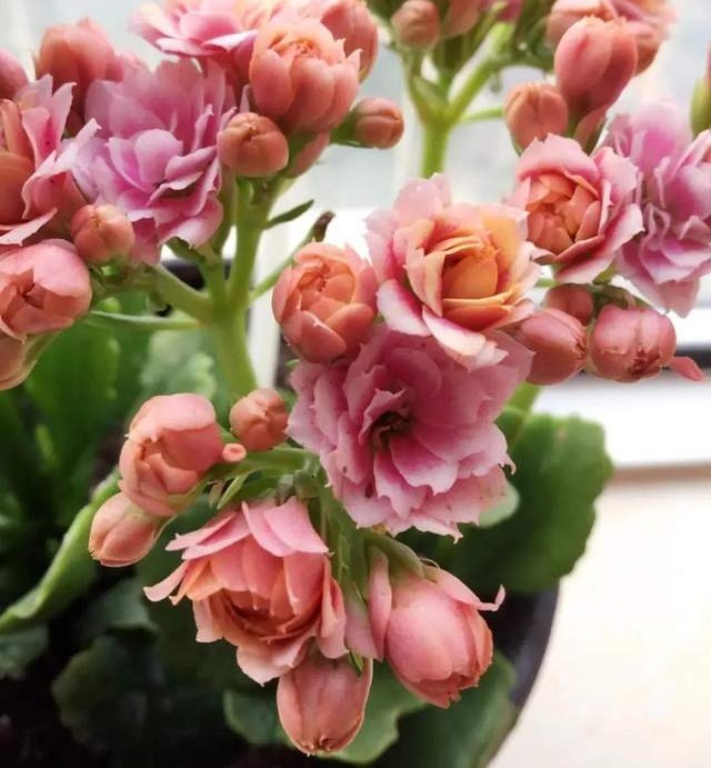 单瓣长寿花品种大全图,长寿花单瓣最好看的品种