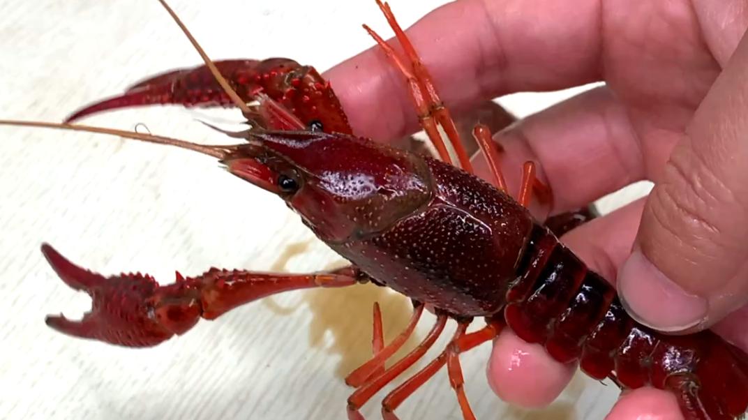 清水洗小龙虾,清水小龙虾清洗必须去腮吗