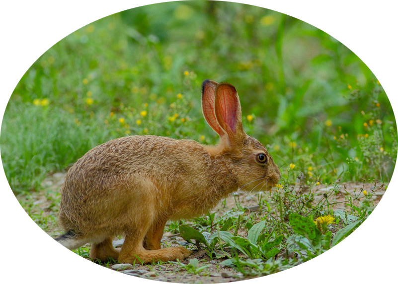 为什么有人说兔子不能喝水,兔子喝水吗需要给兔子喂水吗