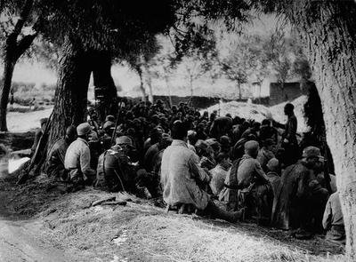 桦树历史痕迹,白桦树以前的故事