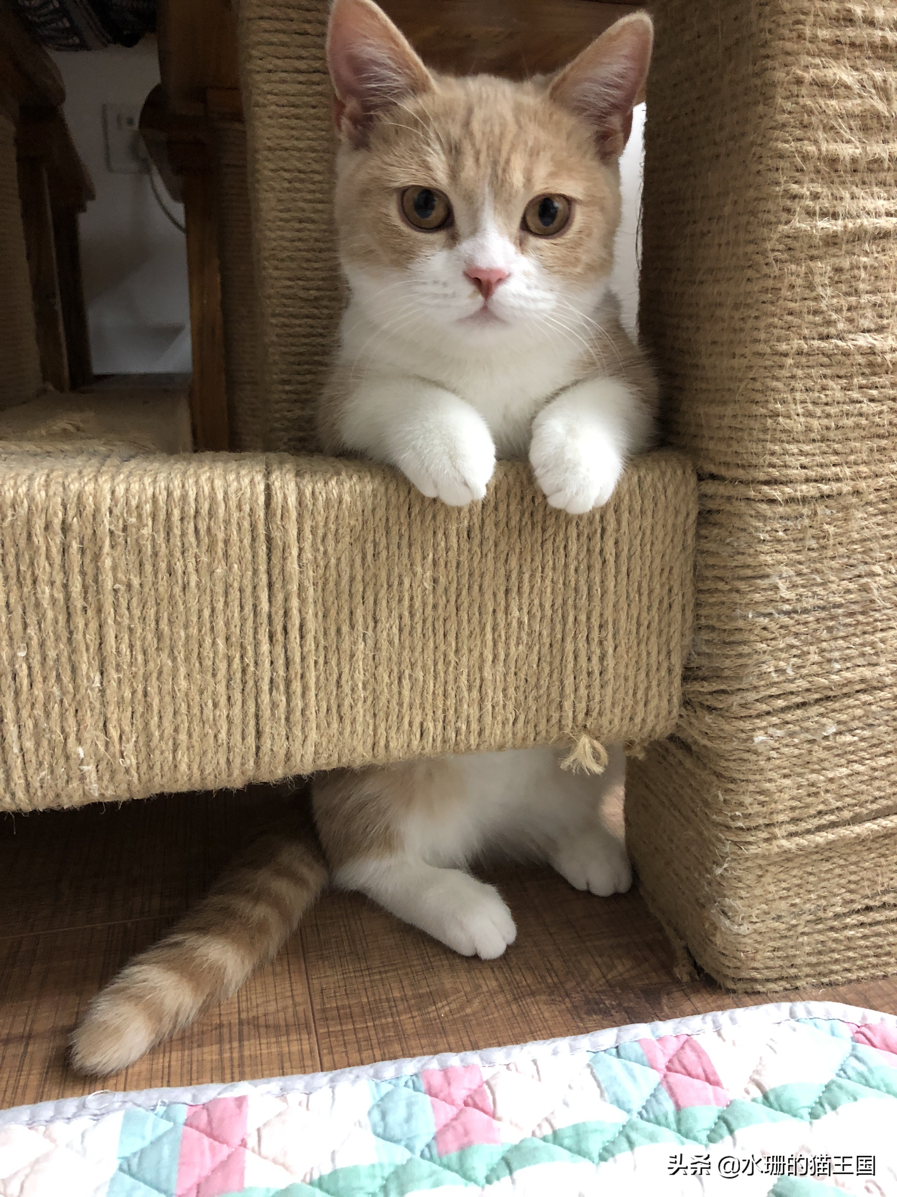 猫腿没骨折没脱臼但是瘸了,猫没骨折但是瘸了